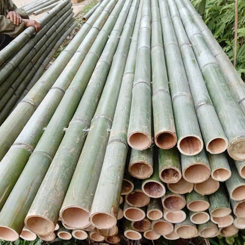 SẠP TRE, SẠP TRÚC 3M
